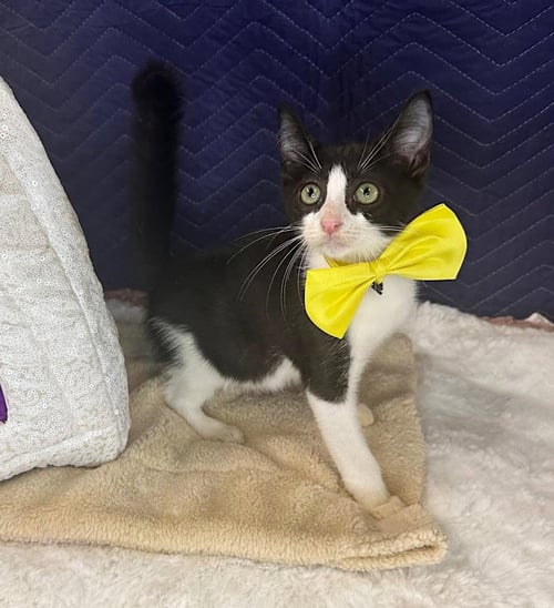 BENJAMIN 2 - Domestic Short Hair available for adoption