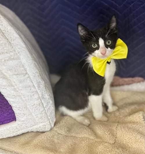 BENJAMIN 2 - Domestic Short Hair available for adoption