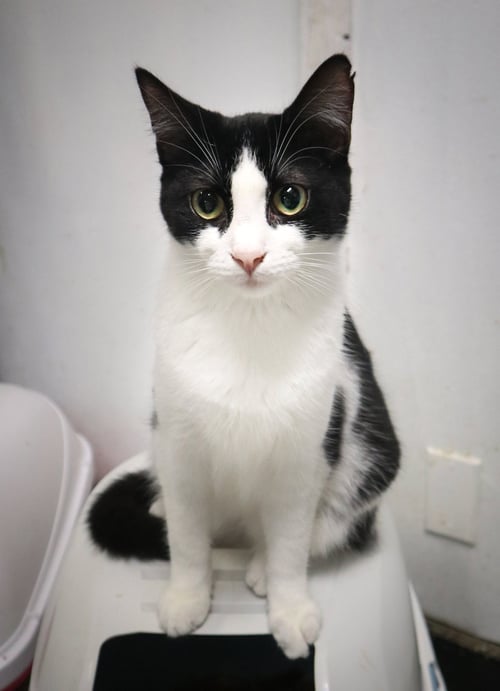 LUKE 2 - Domestic Short Hair available for adoption