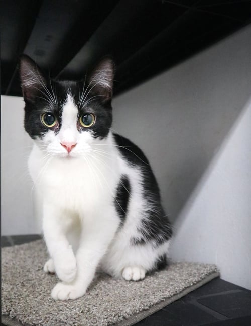LUKE 2 - Domestic Short Hair available for adoption