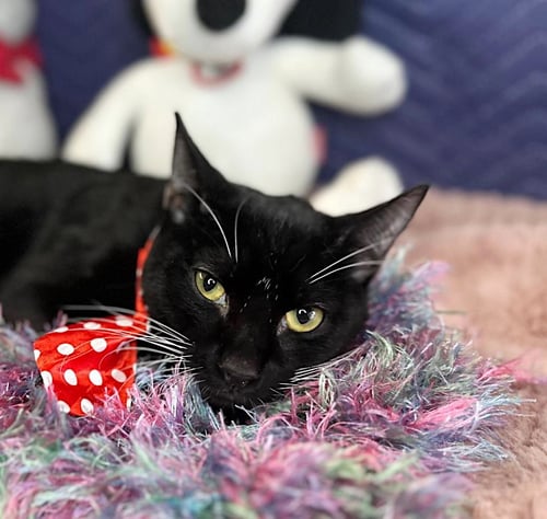 SAMOEL - Domestic Short Hair available for adoption