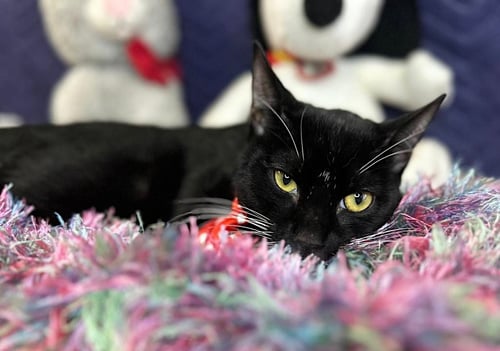 SAMOEL - Domestic Short Hair available for adoption