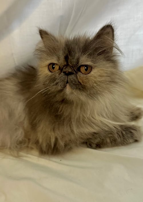 PUMPKIN - Persian / Calico available for adoption