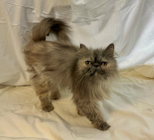 PUMPKIN - Persian / Calico available for adoption