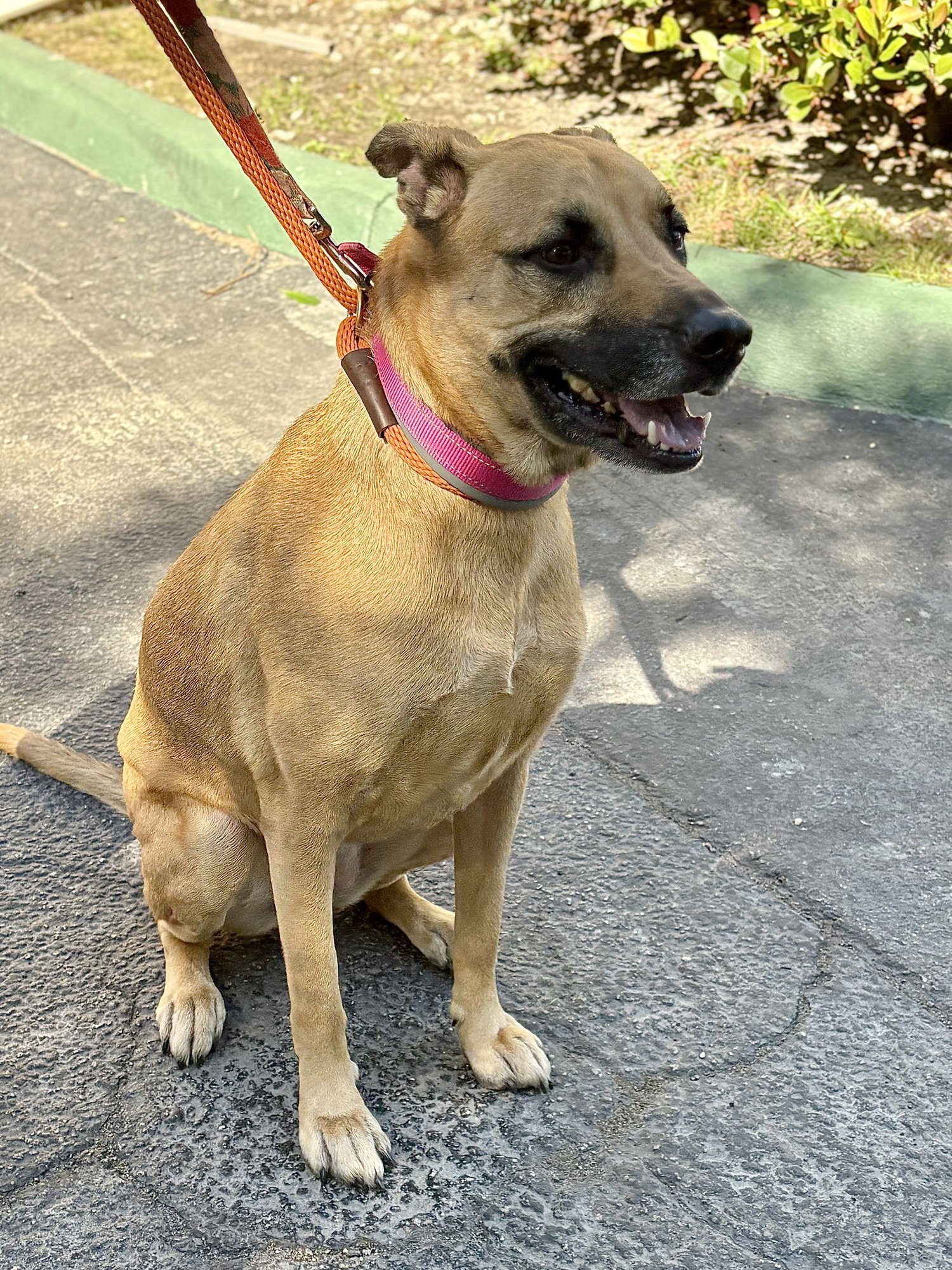 GUCCI AKA LAYLA - Black Mouth Cur available for adoption