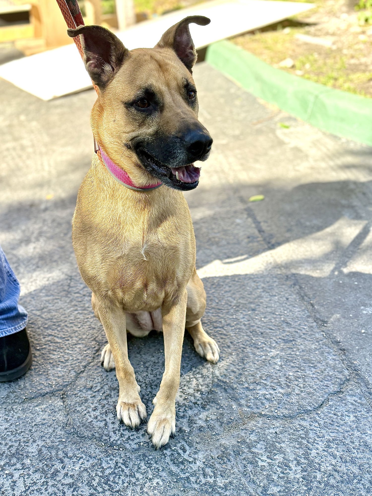 Gucci aka Layla - Photo 3