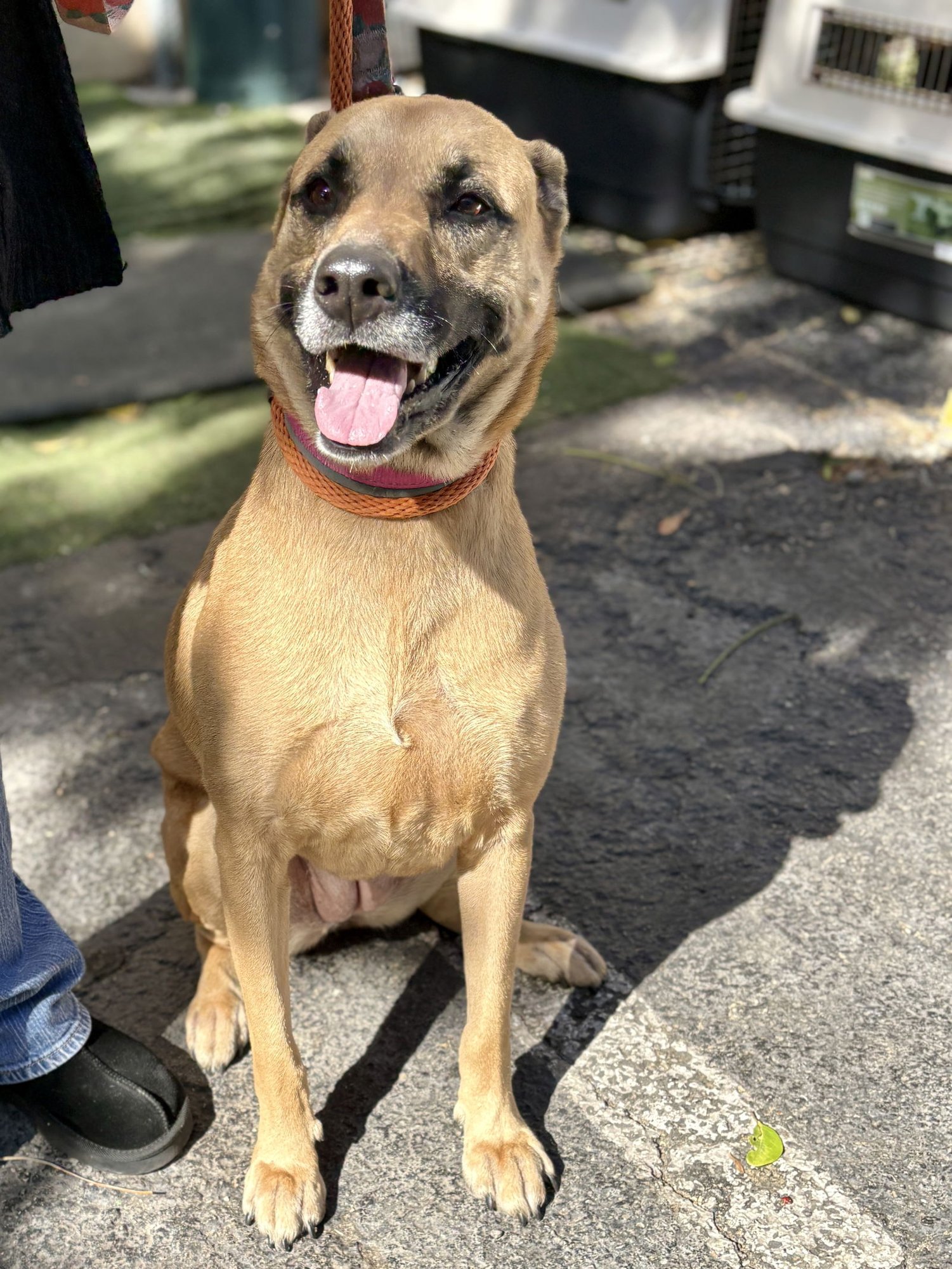 Gucci aka Layla - Photo 4