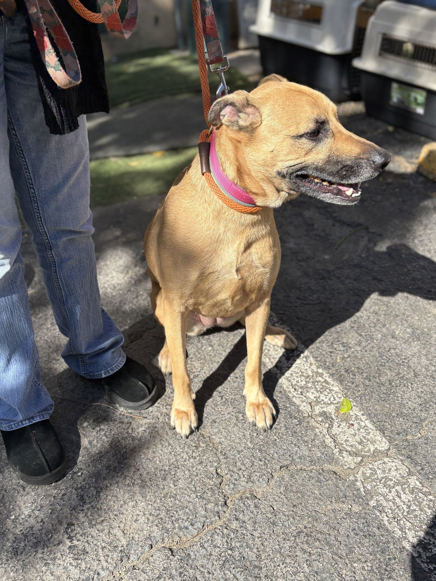 Gucci aka Layla - Photo 5