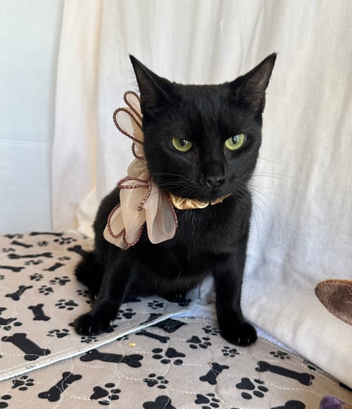 EIRA - Domestic Short Hair available for adoption