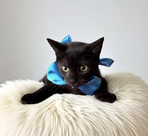 ARIO - Domestic Short Hair available for adoption