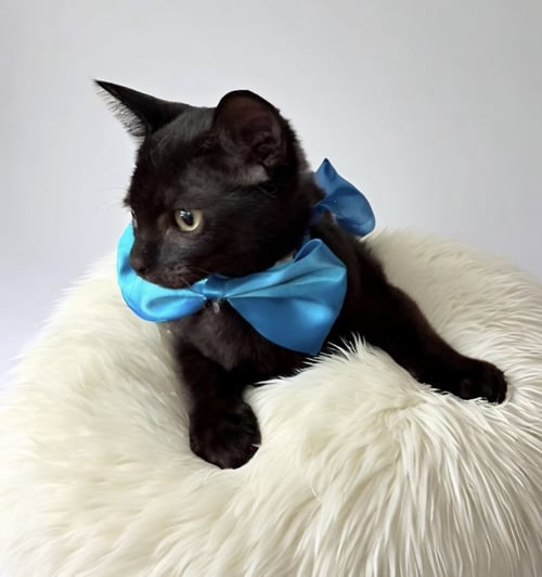 ARIO - Domestic Short Hair available for adoption