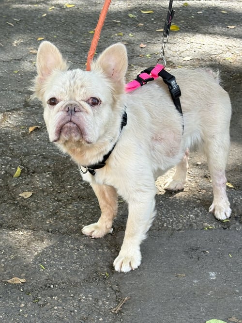 CREAM CHEESE - French Bulldog available for adoption