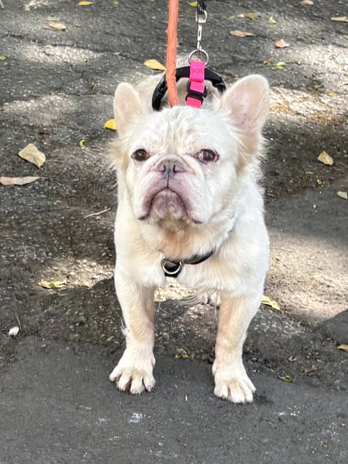 CREAM CHEESE - French Bulldog available for adoption