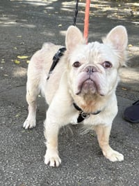 CREAM CHEESE - Photo 3