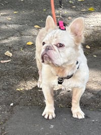 CREAM CHEESE - Photo 4