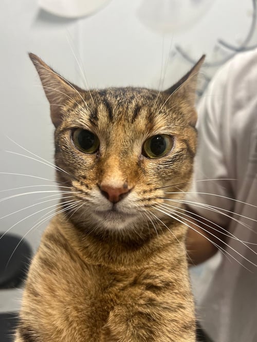 LUANNA - Domestic Short Hair available for adoption