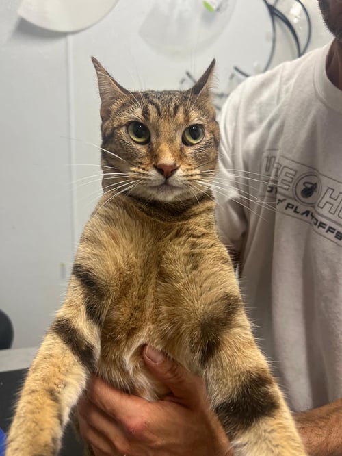 LUANNA - Domestic Short Hair available for adoption