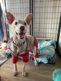 Tyson - Photo 1