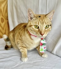 Rosie - Photo 5