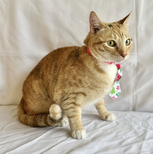 ROSIE - Domestic Short Hair available for adoption