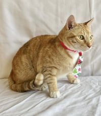 Rosie - Photo 3