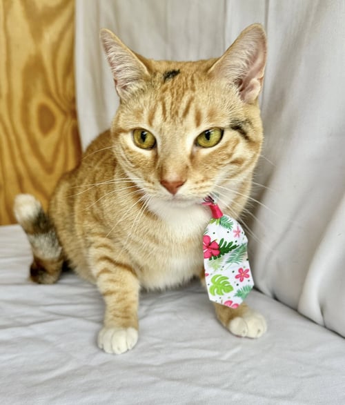 ROSIE - Domestic Short Hair available for adoption