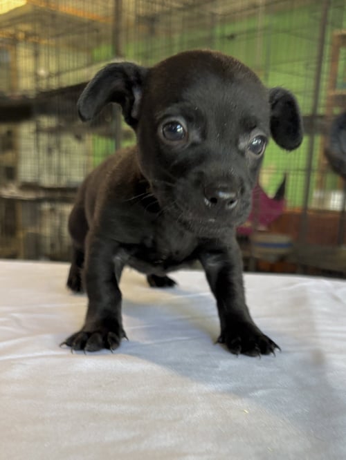 RIVER - Chihuahua available for adoption