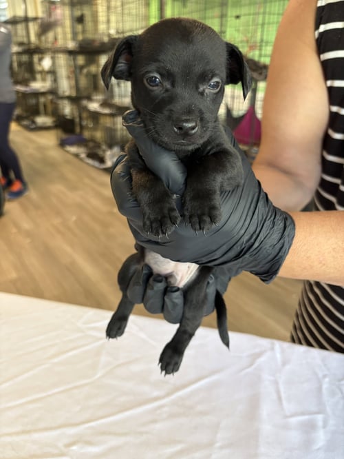 RIVER - Chihuahua available for adoption