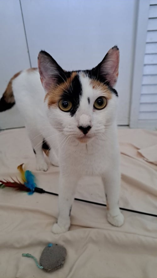CALYPSO