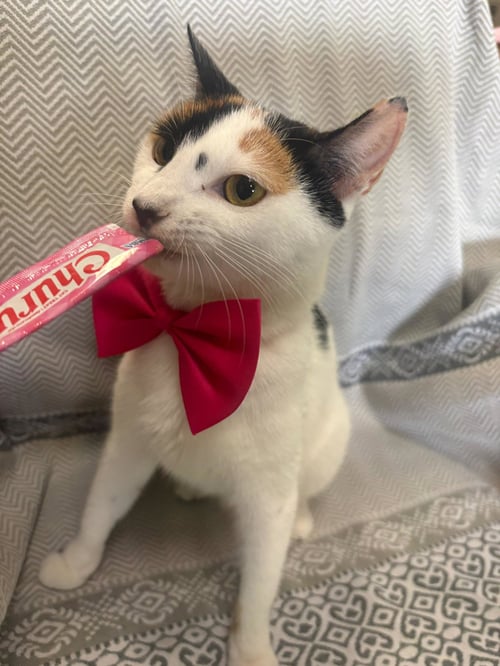 CALYPSO - Domestic Short Hair / Dilute Calico available for adoption