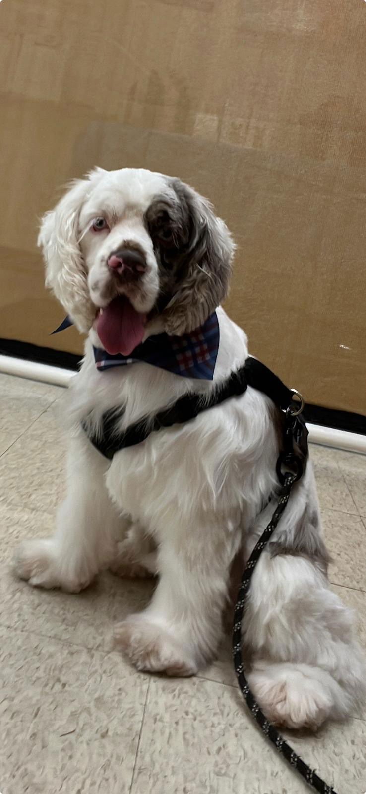 COCO - Cocker Spaniel available for adoption