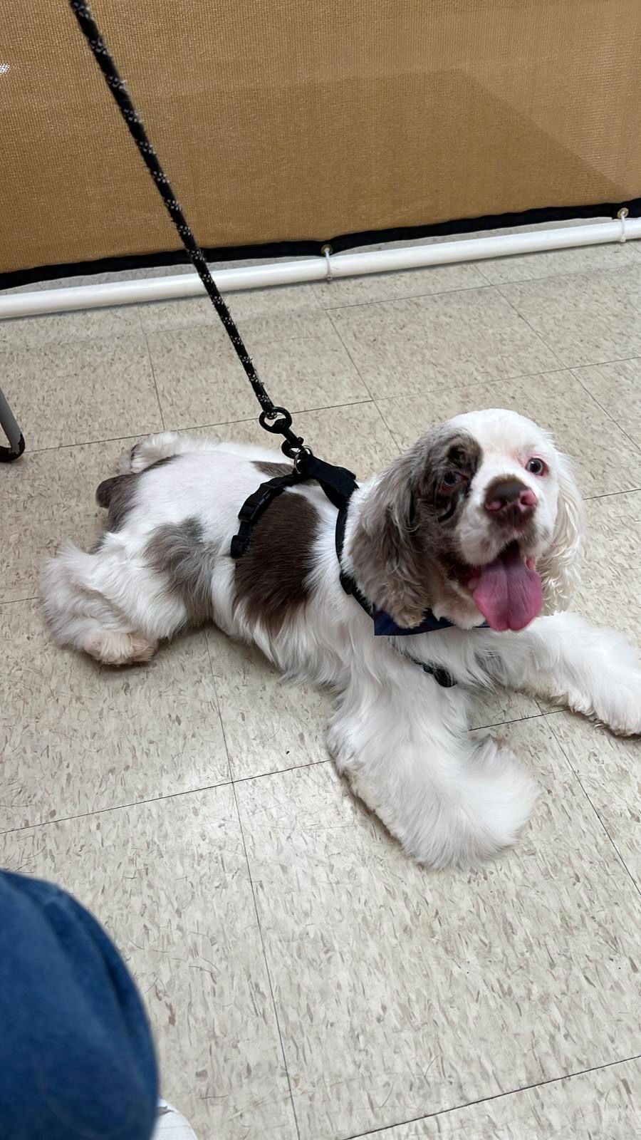 COCO - Cocker Spaniel available for adoption