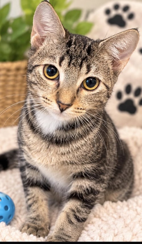JAYE - Domestic Short Hair / Tabby available for adoption