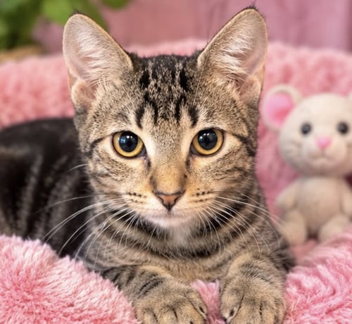 JAYE - Domestic Short Hair / Tabby available for adoption