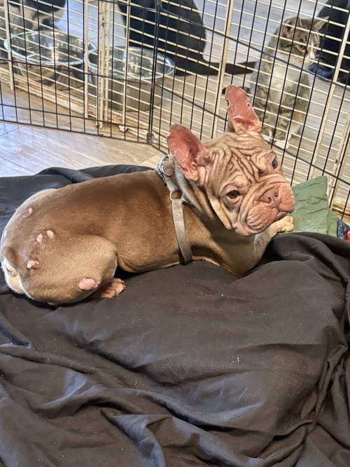 GOKU - French Bulldog available for adoption