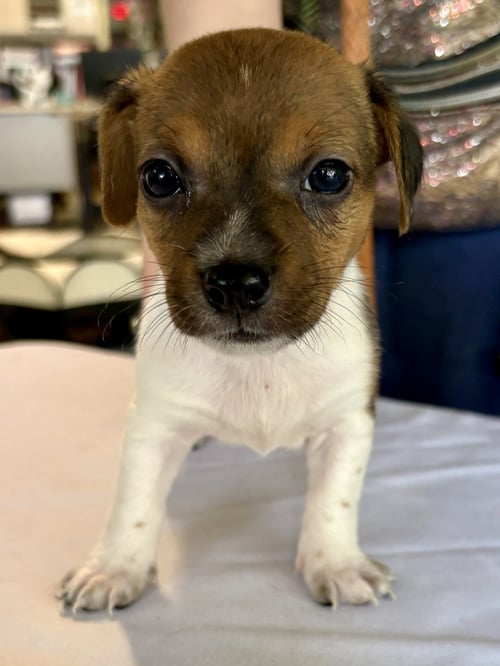 ASPEN - Chihuahua available for adoption