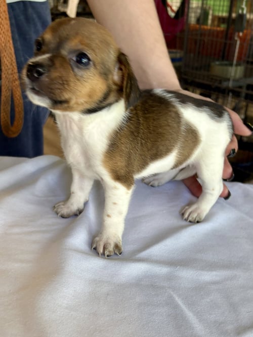 ASPEN - Chihuahua available for adoption