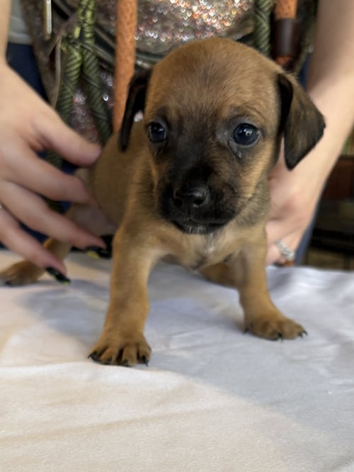 WILLOW - Chihuahua available for adoption