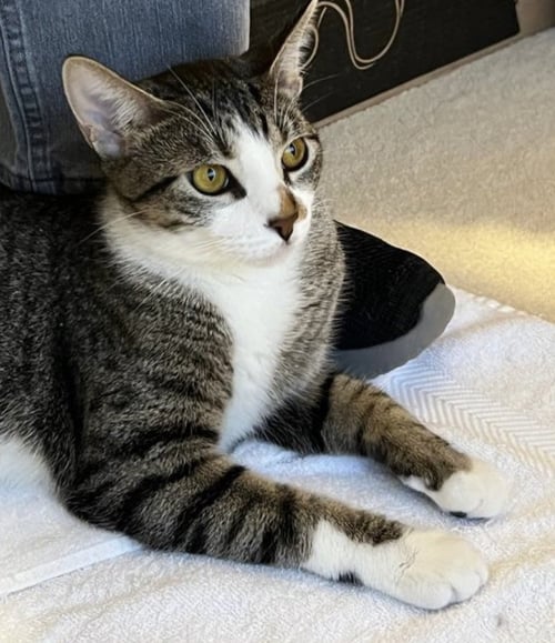 GEORGIA - Domestic Short Hair available for adoption