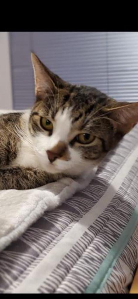 GEORGIA - Domestic Short Hair available for adoption