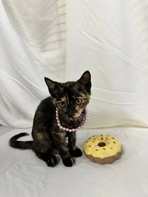 XIOMARA - Domestic Short Hair available for adoption