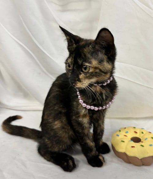 XIOMARA - Domestic Short Hair available for adoption