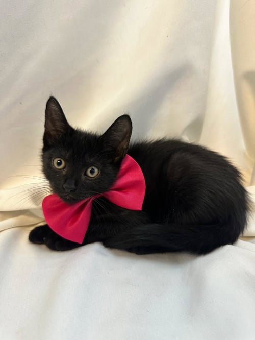 BLUEBERRY - Domestic Short Hair available for adoption