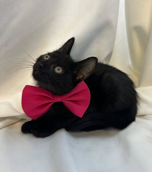 BLUEBERRY - Domestic Short Hair available for adoption