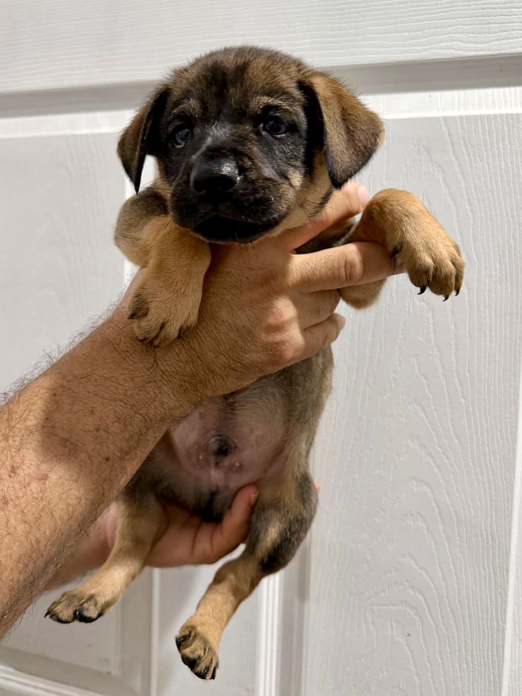 CALZONE - Chihuahua available for adoption