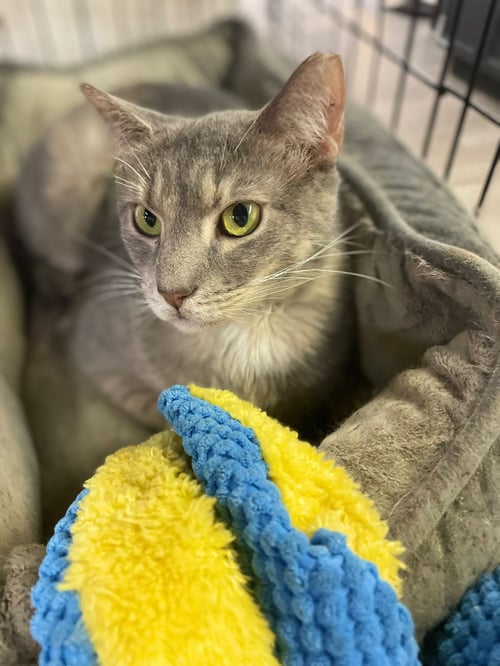 TULIP - Domestic Short Hair available for adoption