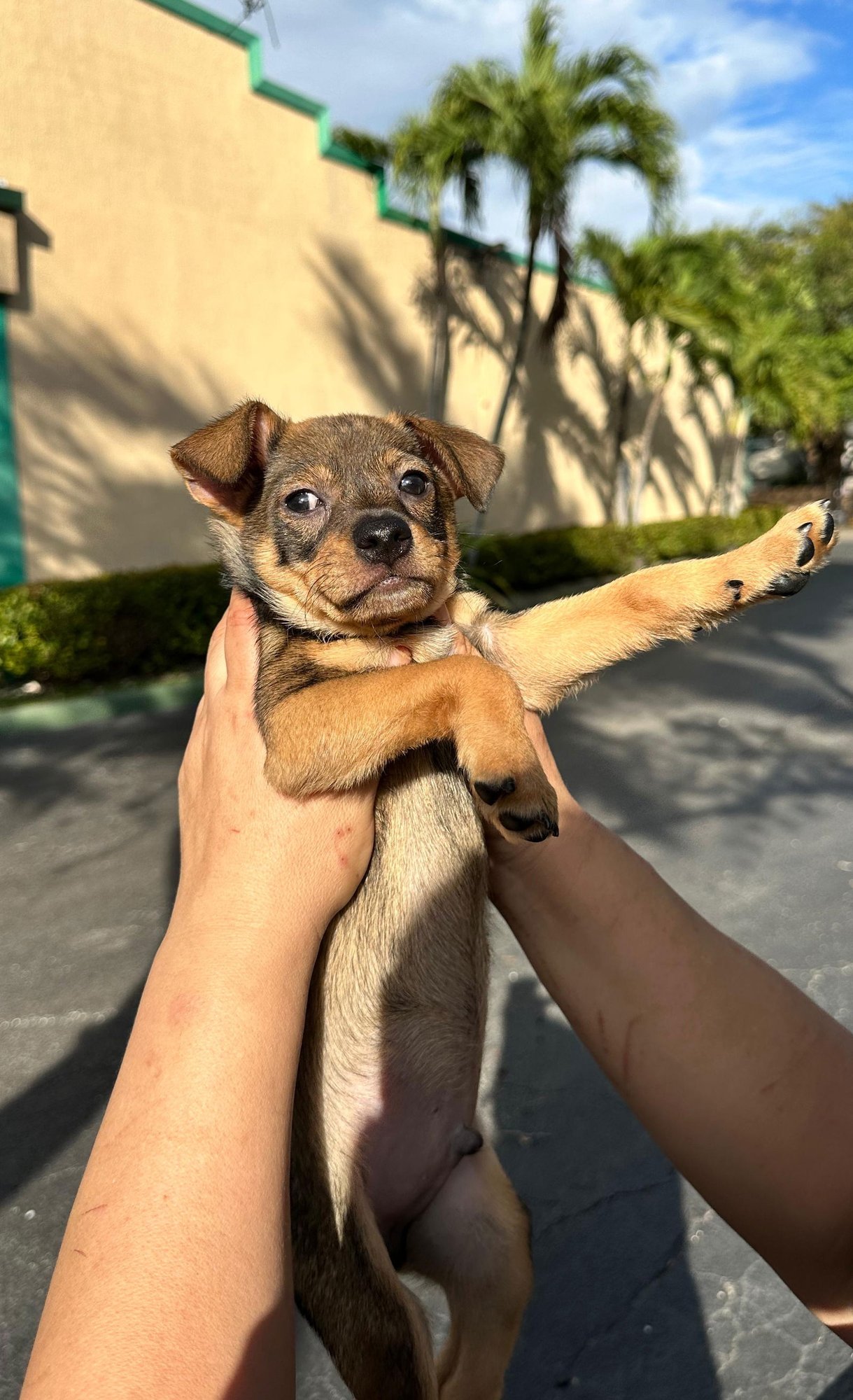 ELVIS - Chihuahua / Terrier available for adoption