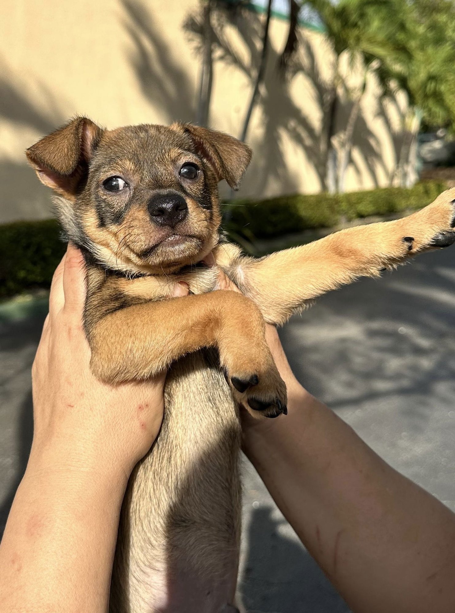 ELVIS - Chihuahua / Terrier available for adoption