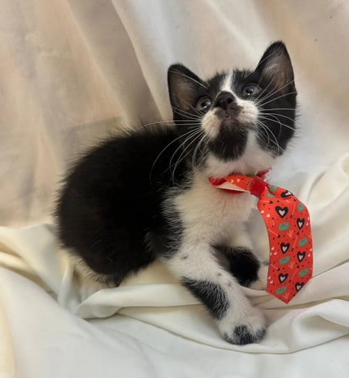 FLICK - Domestic Short Hair available for adoption