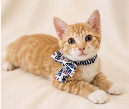 GRANT - Domestic Short Hair available for adoption